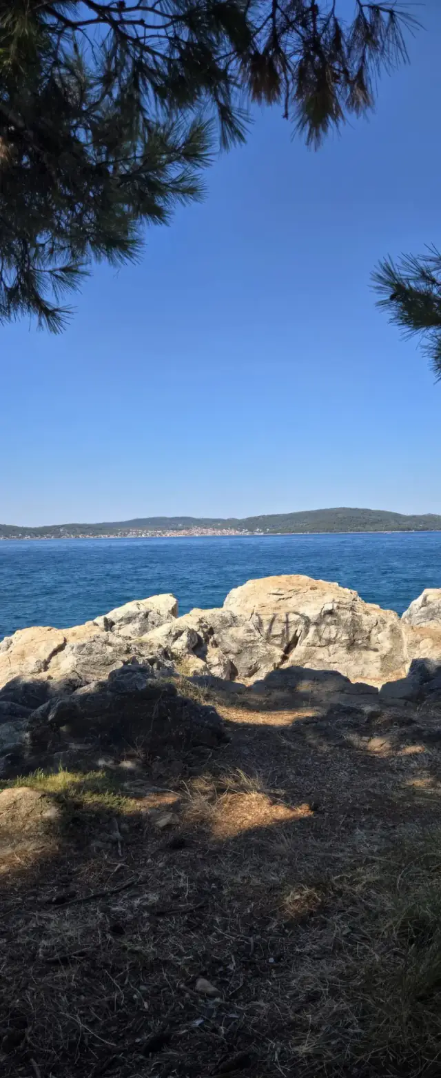 Blick durch Pinien auf das kroatische Meer bei Vir